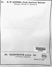 Trichothecium griseum image